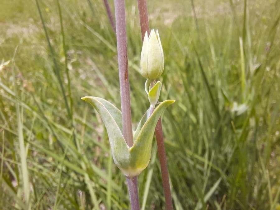 Hühnerdarm 10