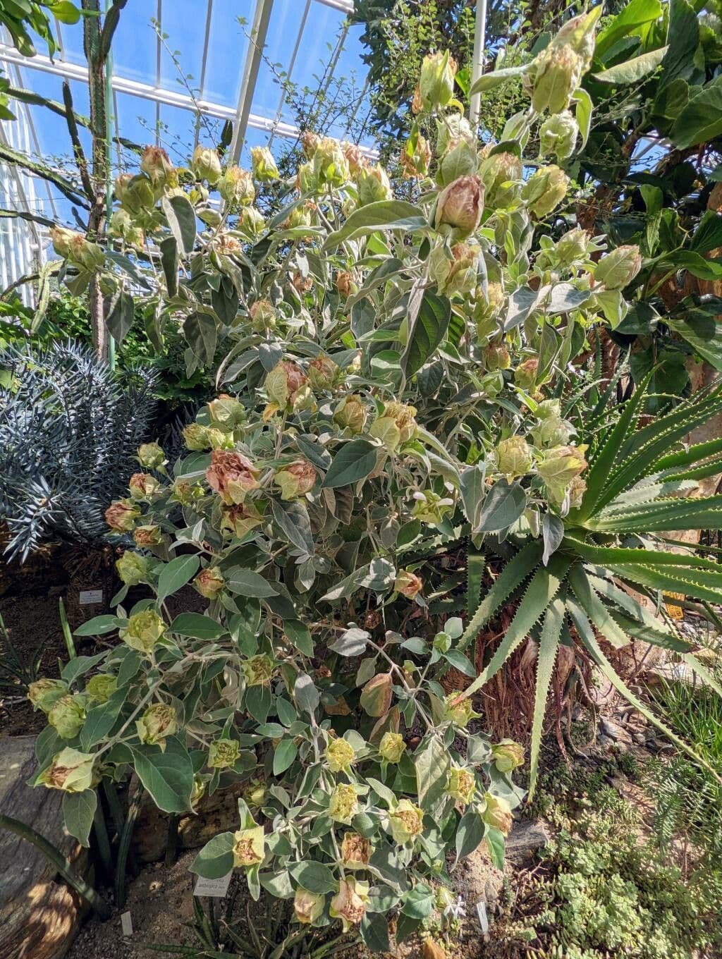 Barleria 6