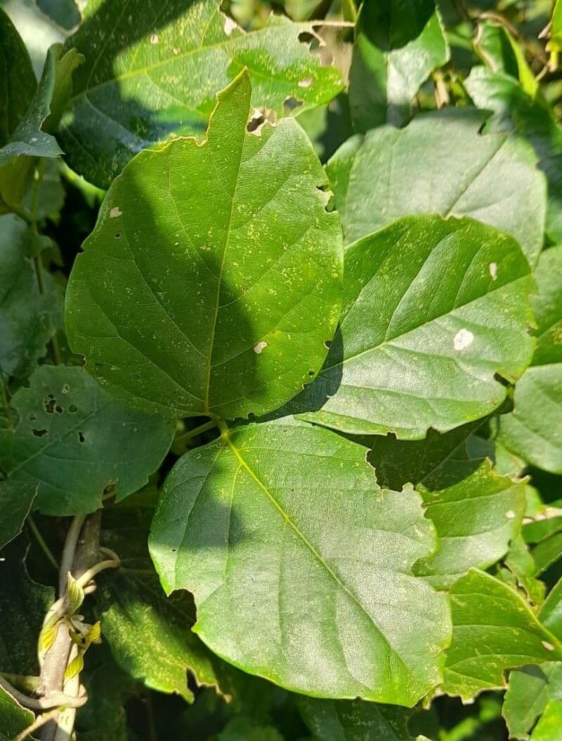 Cratylia 4