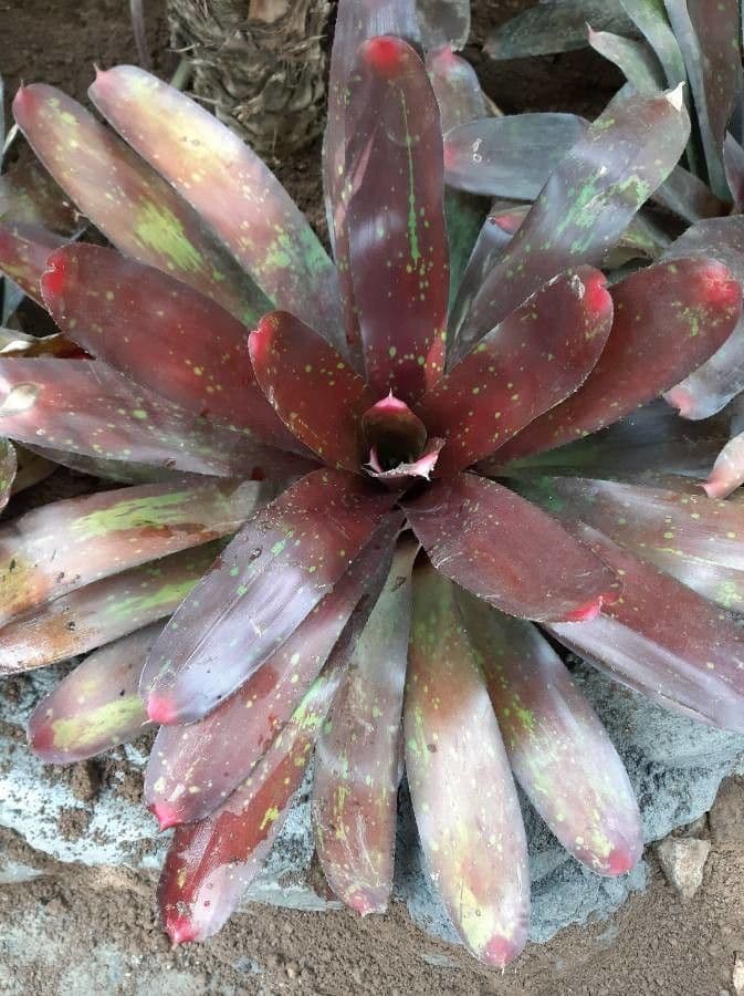 Neoregelia 11