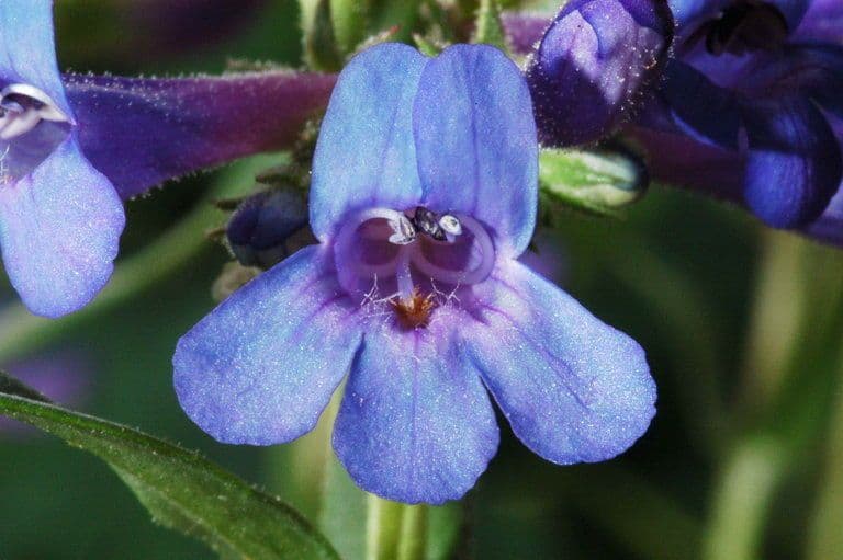 Steifblättrige Bartblume