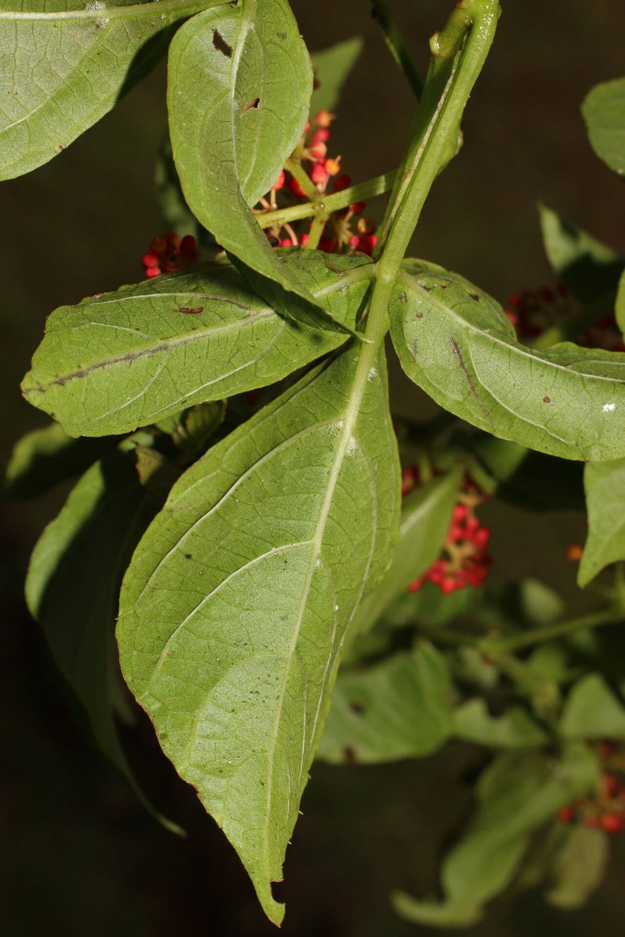 Cissus alato