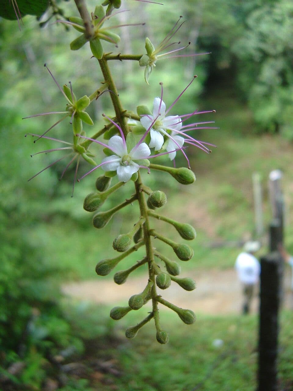 Hirtella hebeclada