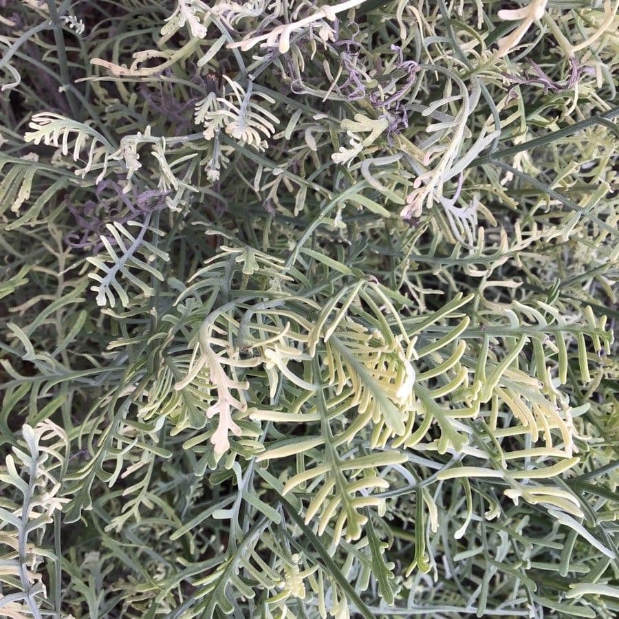 Lavanda canaria 12