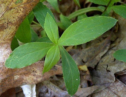 Stellaria pubescente 13