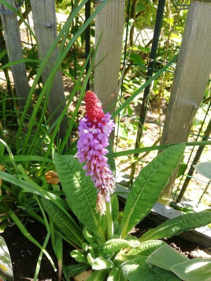 Primula 4