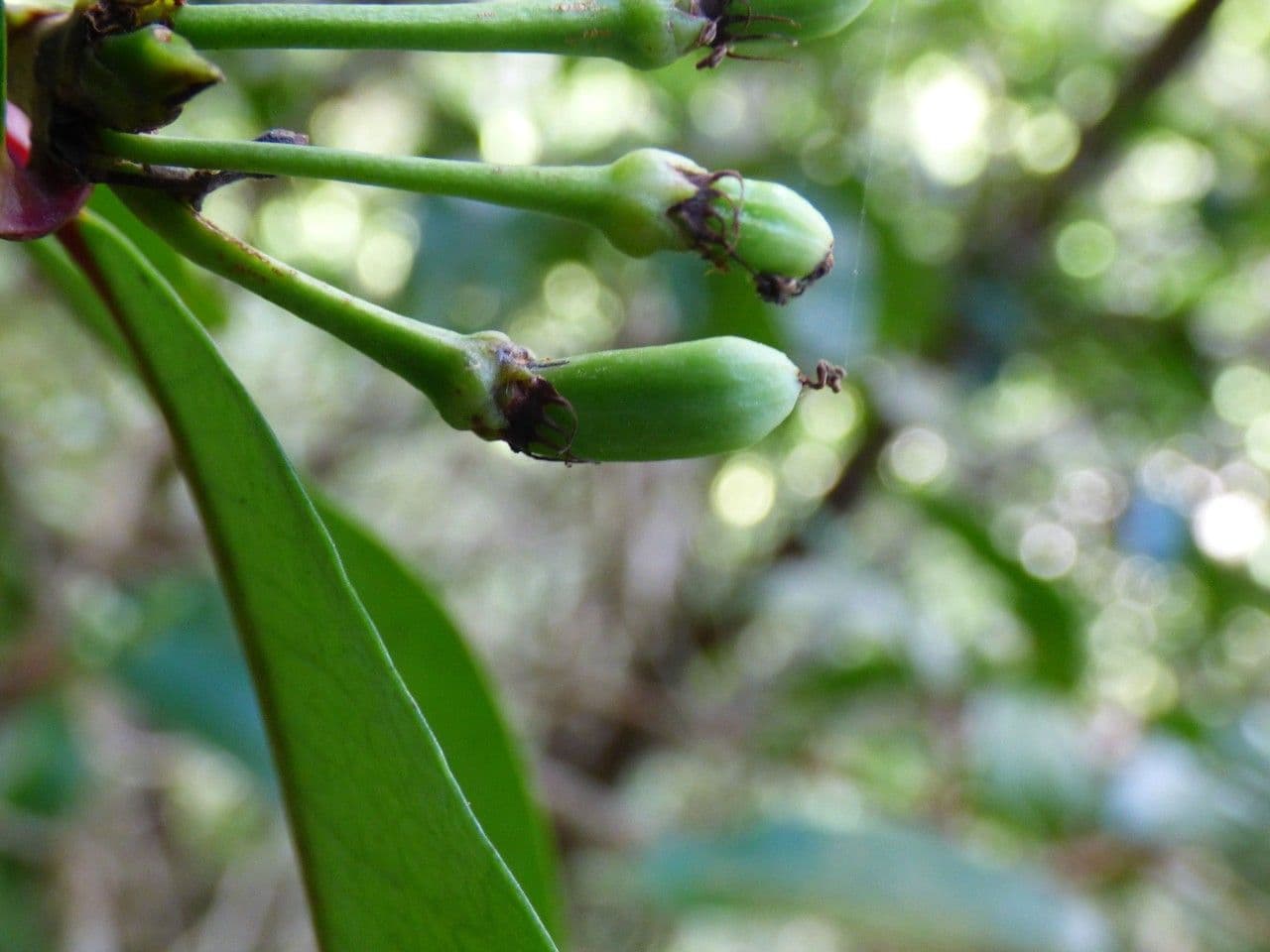 Erythroxylum 3