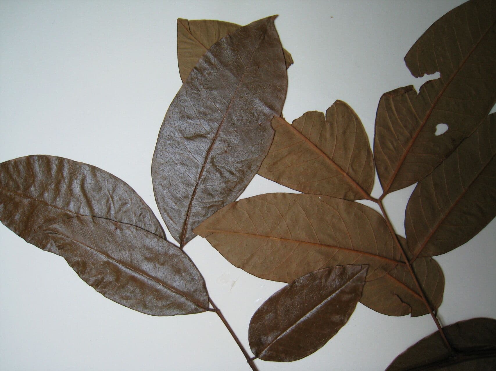 Kasaj