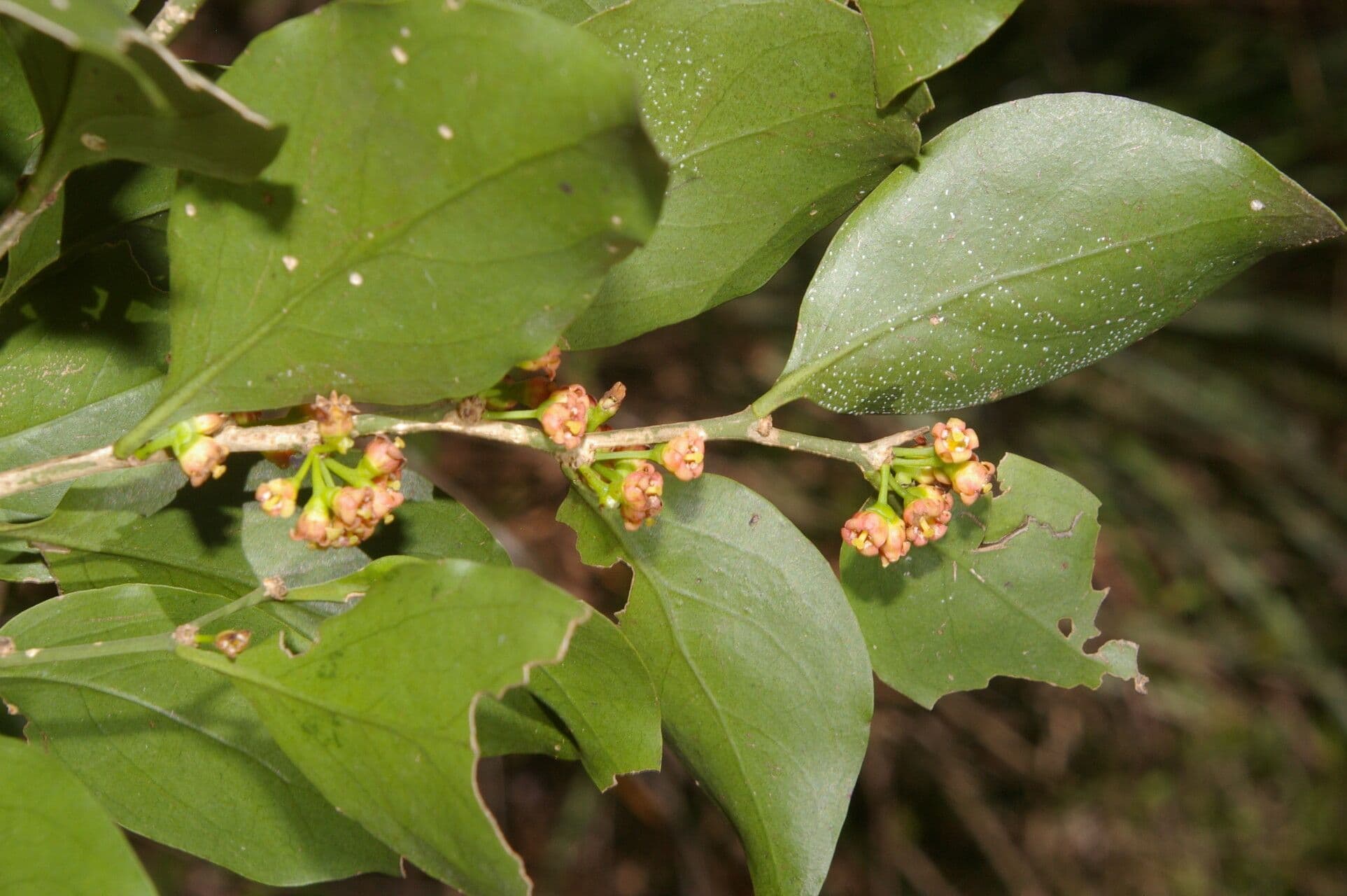 Agonandra 6