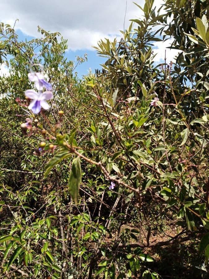 Lantana 19