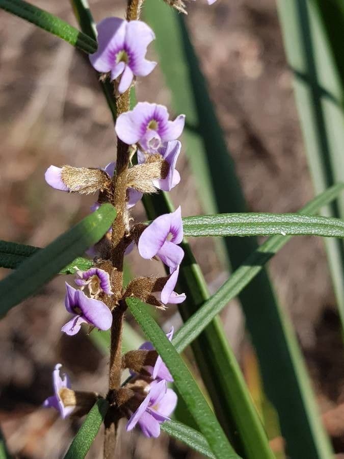 Scharfblättrige Hovea