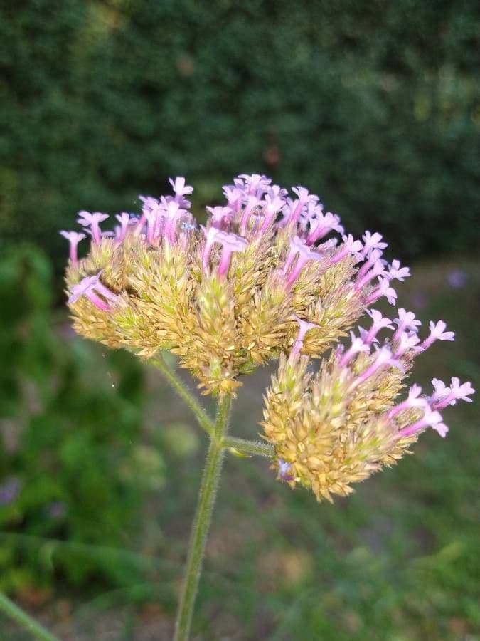 Verbena di Buenos Aires 5