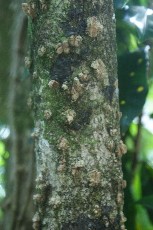Polyscias 19