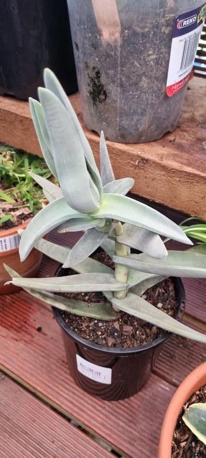 Crassula perfoliata 11