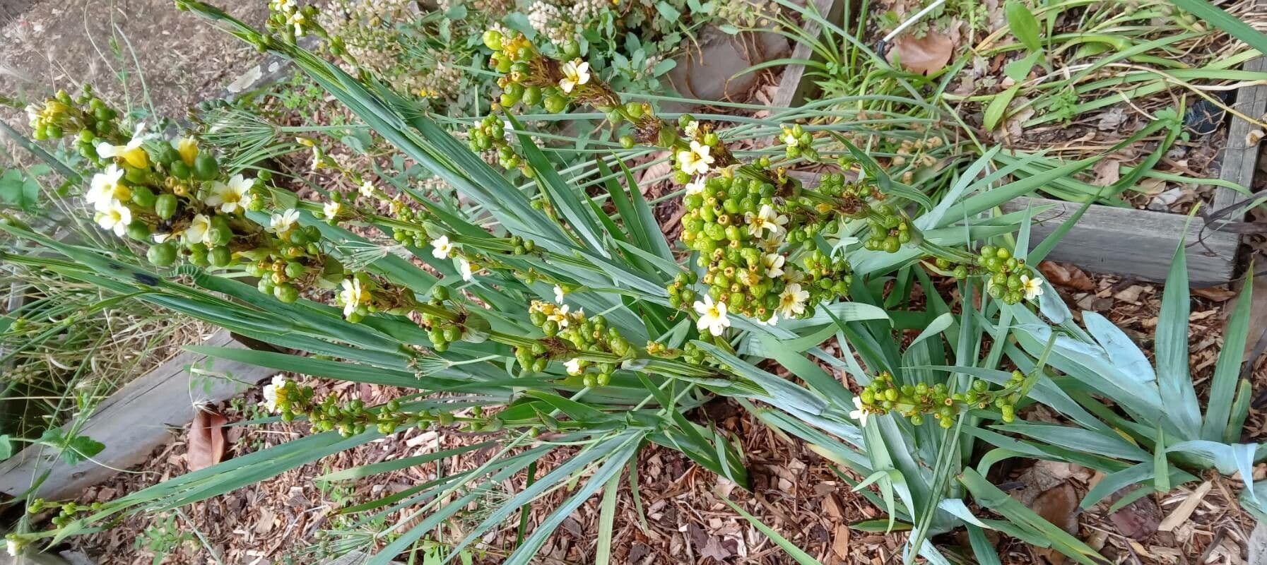 Sisyrinchium striato 9