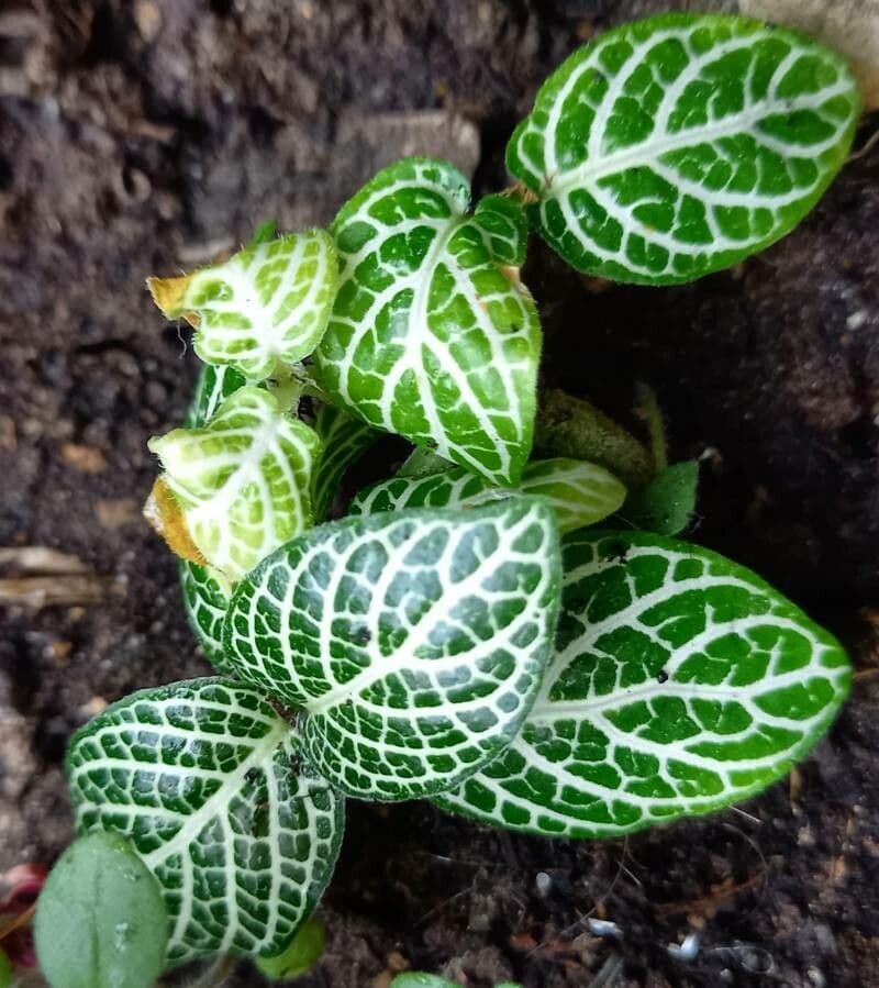 Fittonia 11