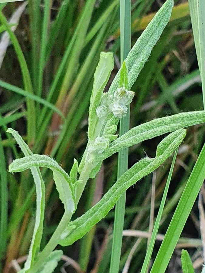 Gutenbergia Rueppella 14