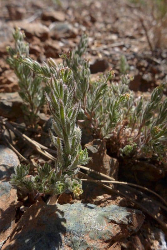 Erigeron delle rocce 11