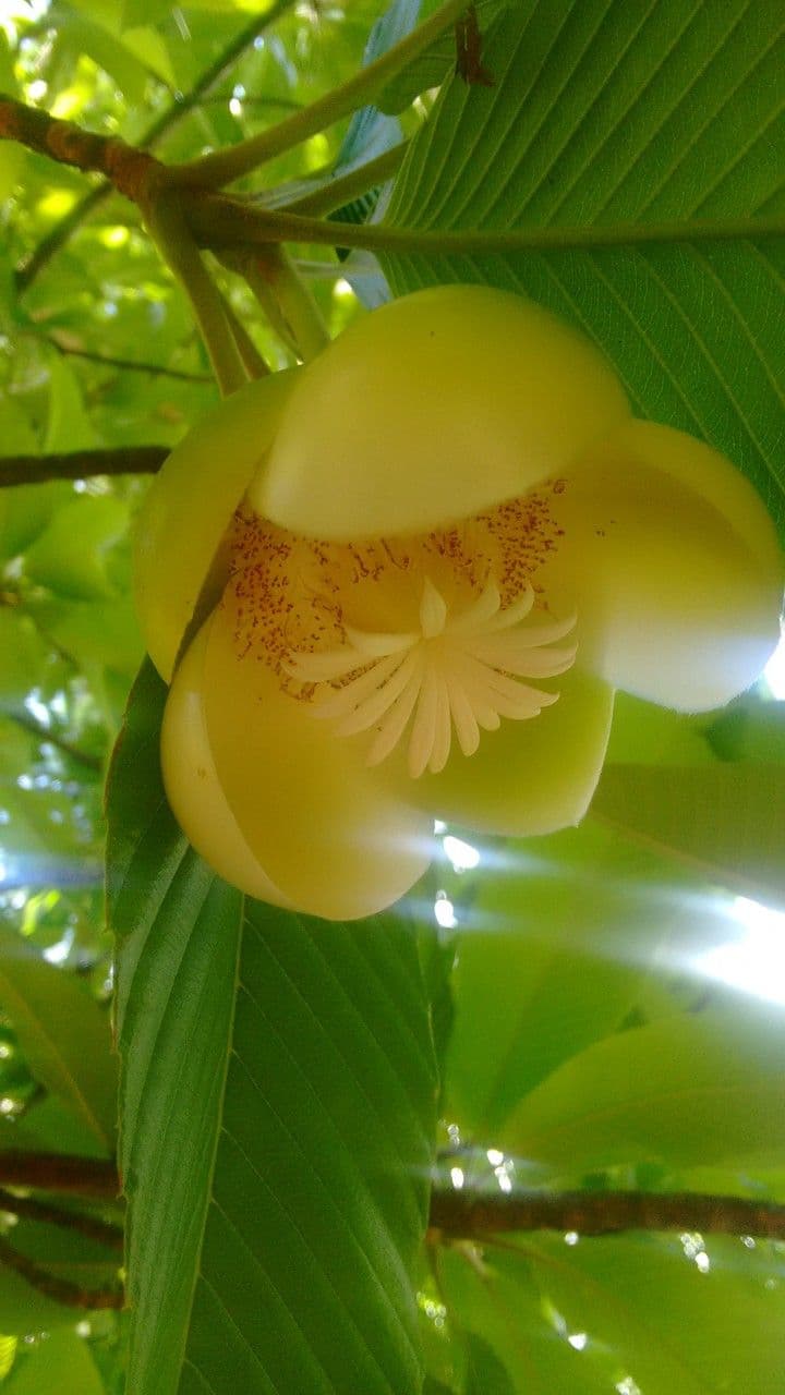 Dillenia indica 10