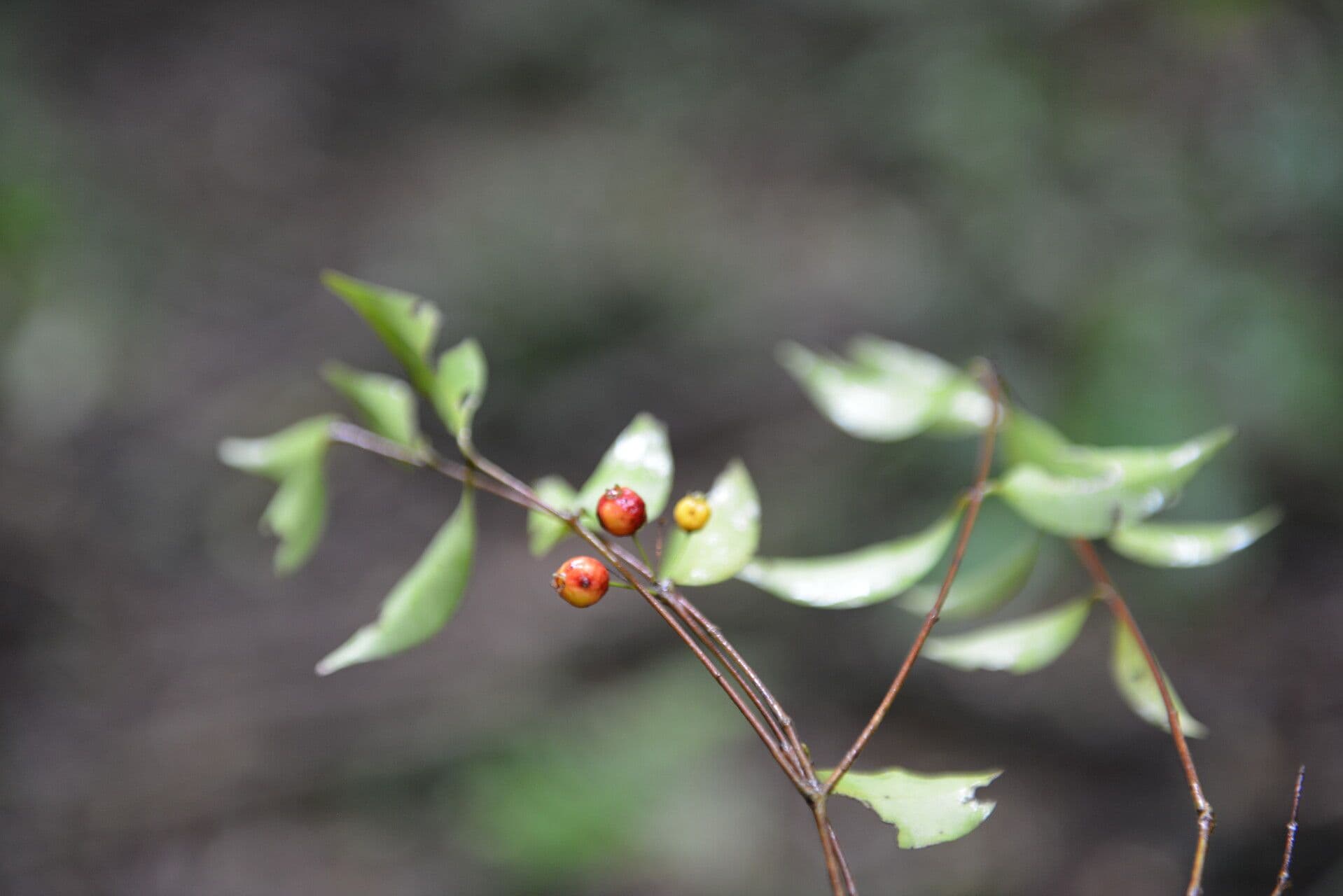 Eugenia 3