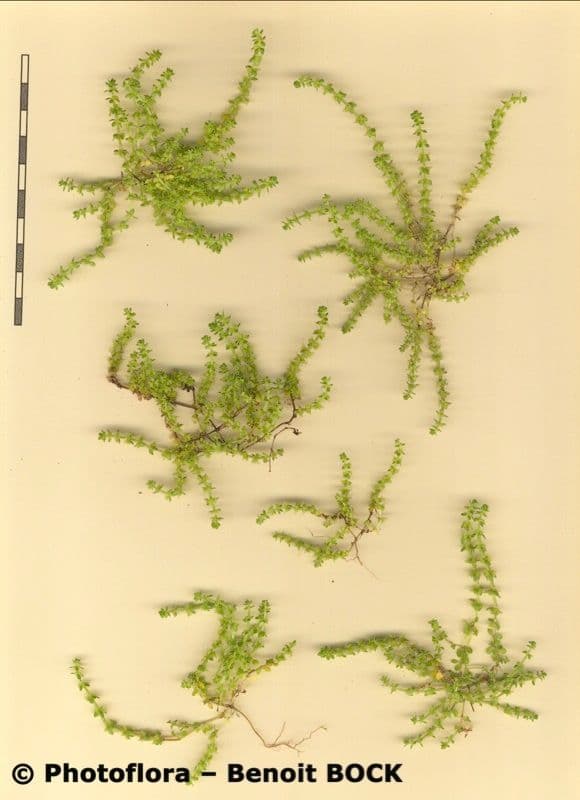 Valantia muralis 23