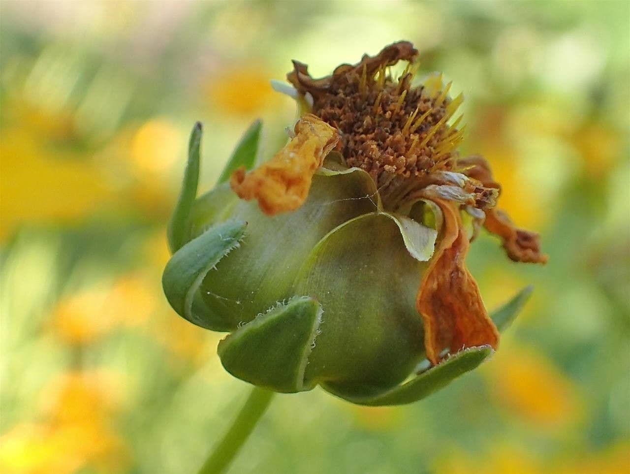 Coreopsis grandiflora 2