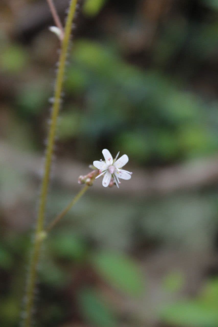 Sassifraga spatolata