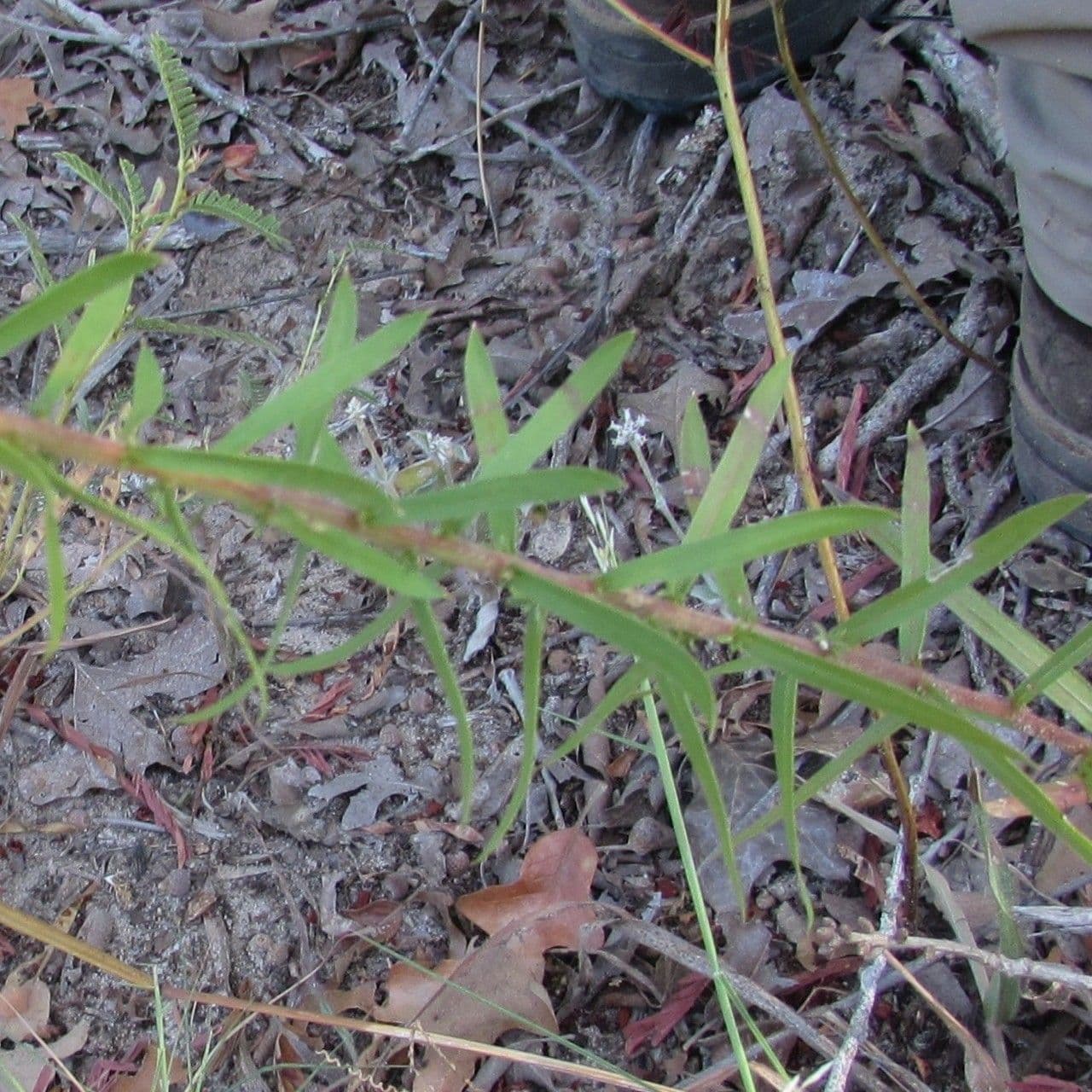 Liatris elegans 11
