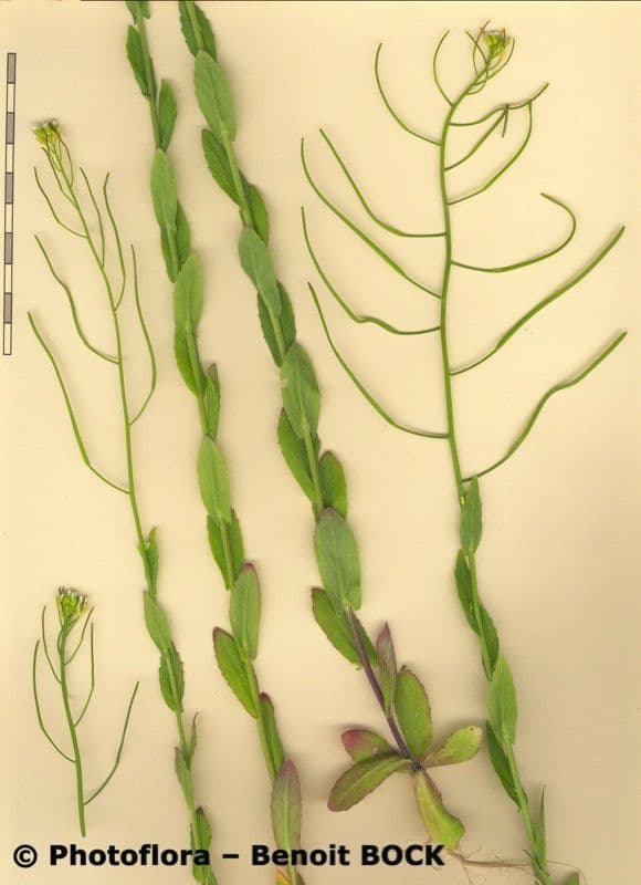 Arabis nova 20