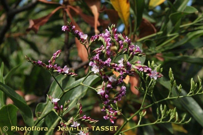 Limonio arboreo 4