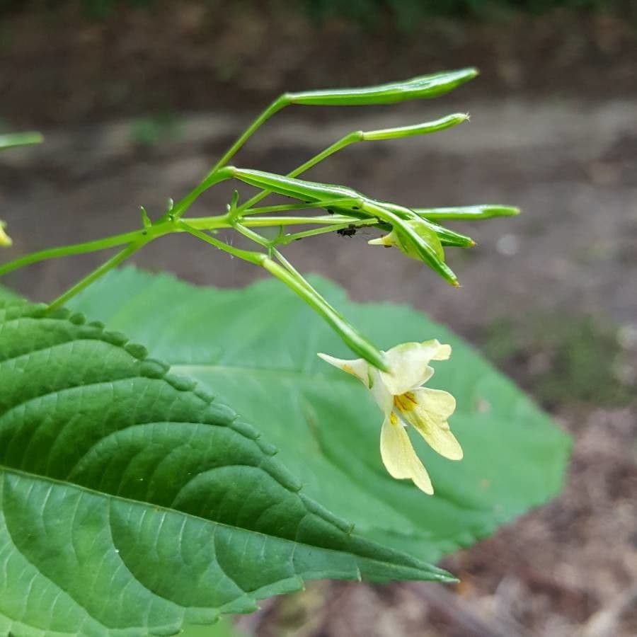 Kleines Springkraut 5