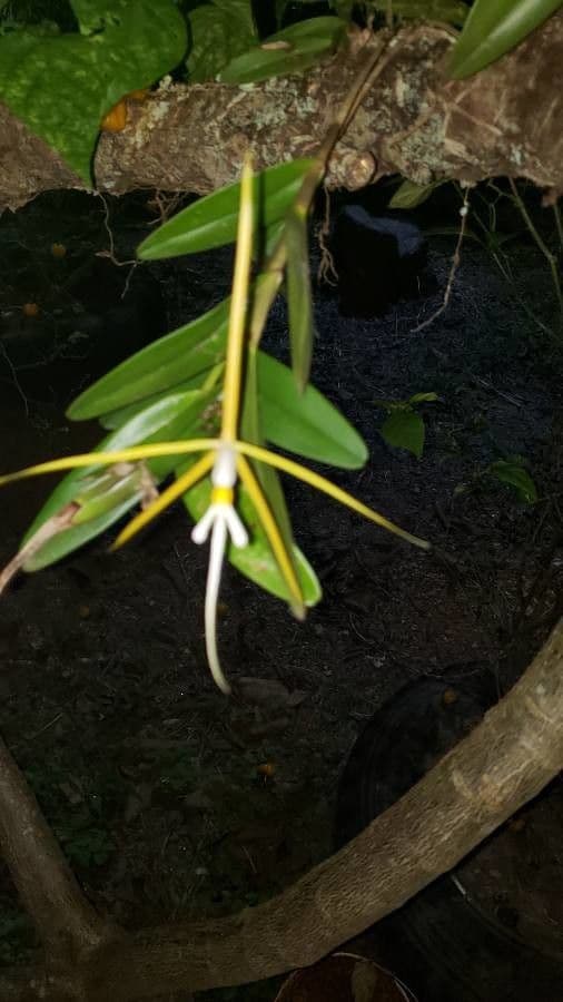Orchidée nocturne 18