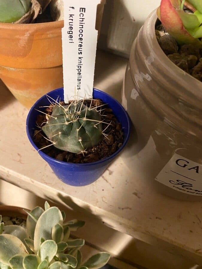 Cactus 2