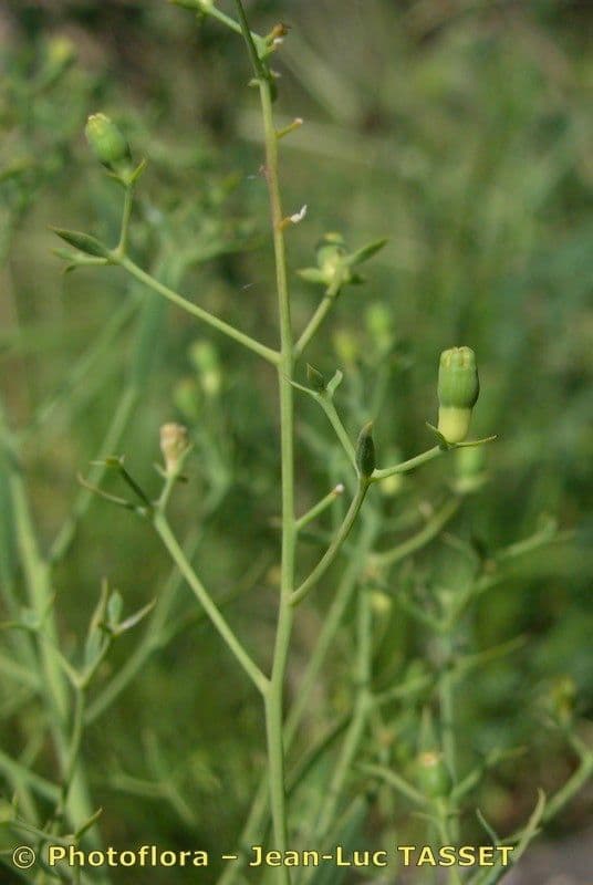 Thesium linofilo 2