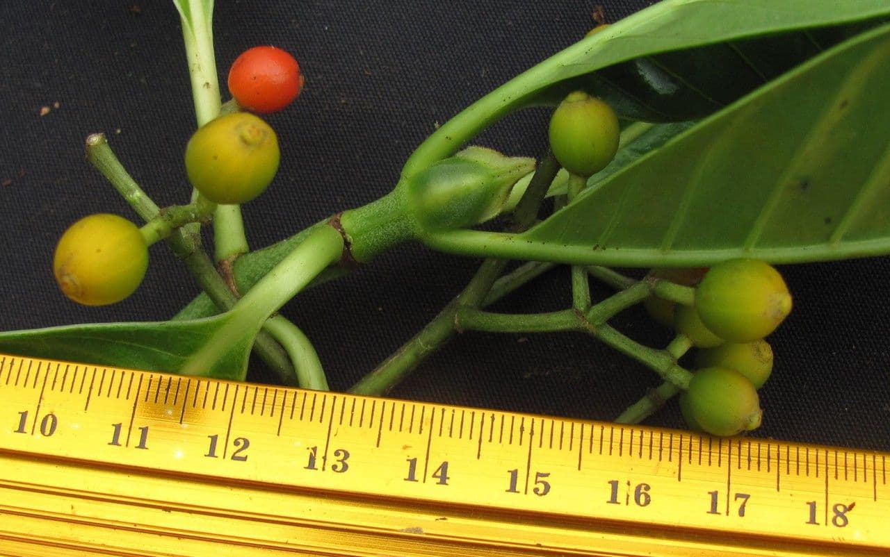 Psychotria 3
