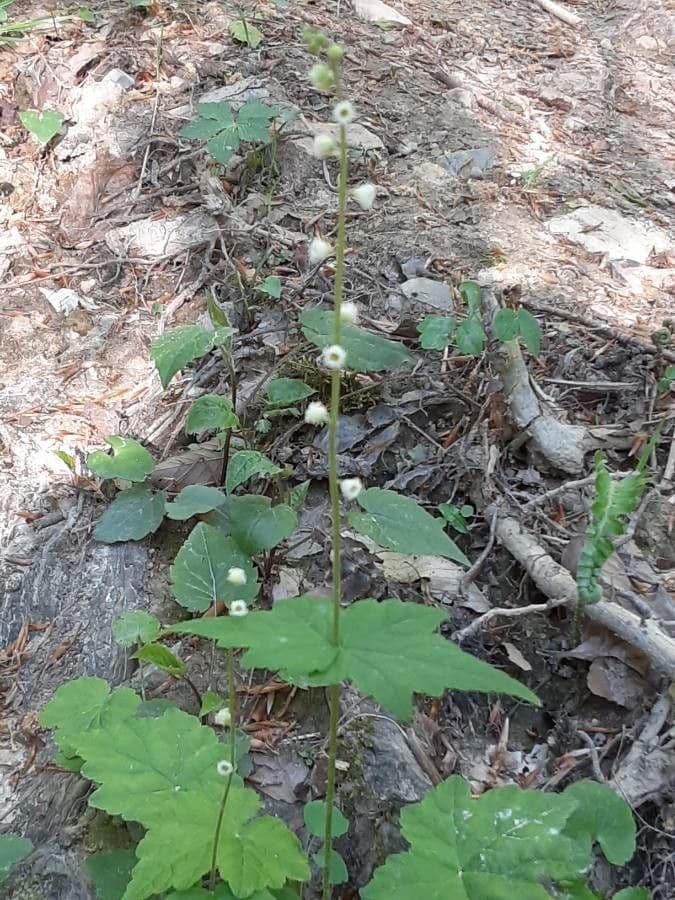 Mitella diphylla 6