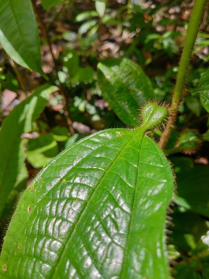 Tococa 14