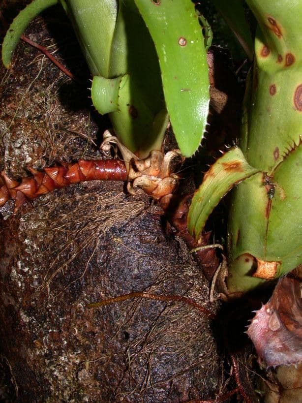 Aechmea nudicaulis 22