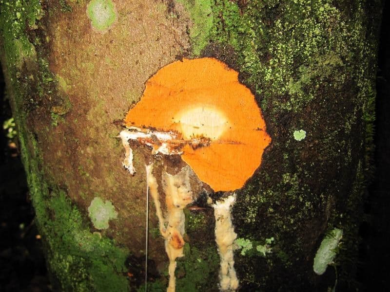 Micrandra 6