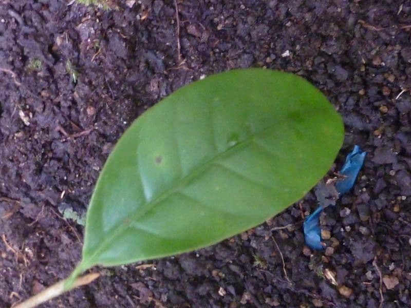 Chrysophyllum 2