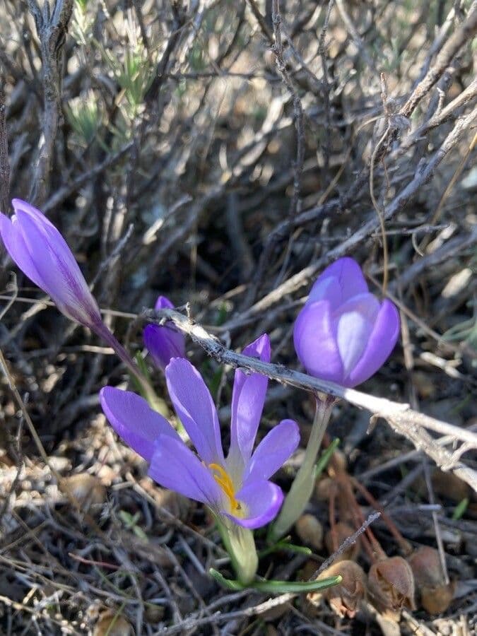 Crocus 7
