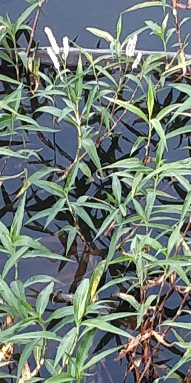 Persicaria 18
