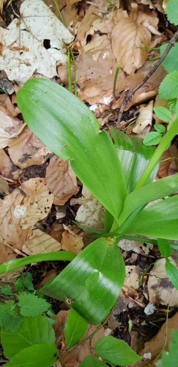 Orchide pallida 13