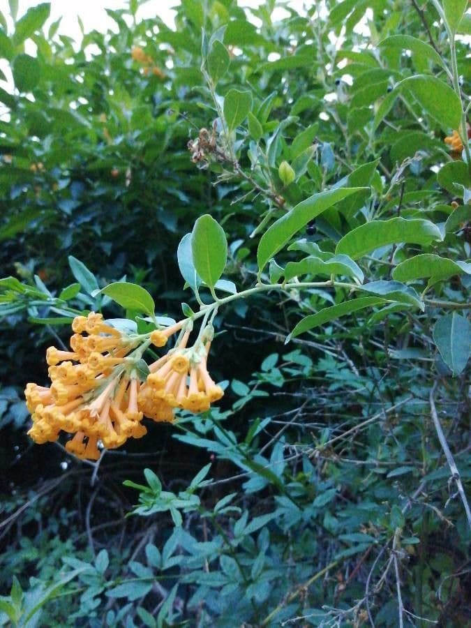 Cestrum arancione 2