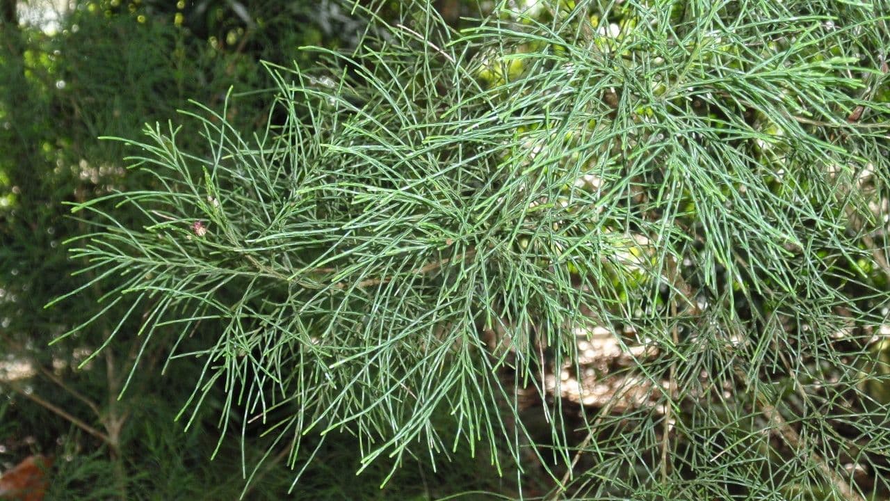 Gymnostoma 4