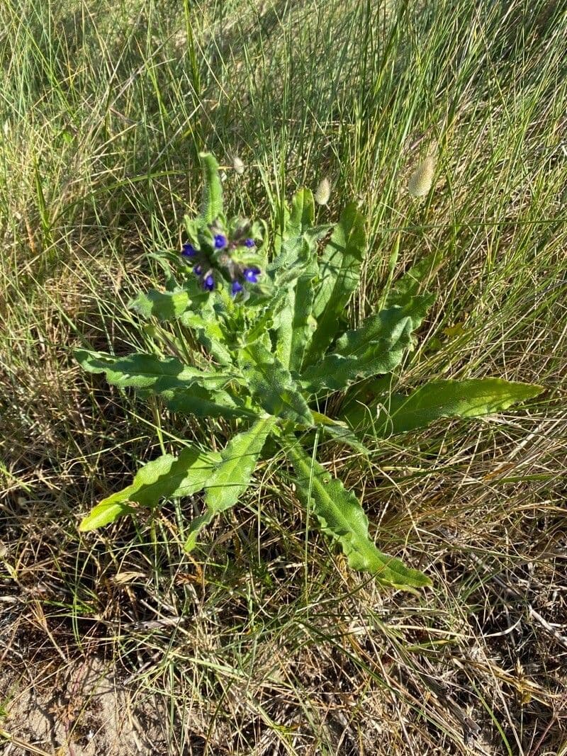 Buglossa selvatica 4
