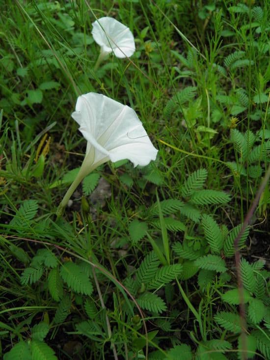 Ipomoea 7