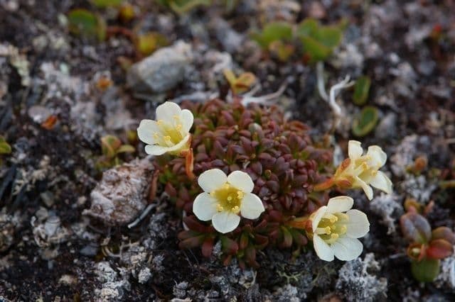 Diapensia lapponica 2