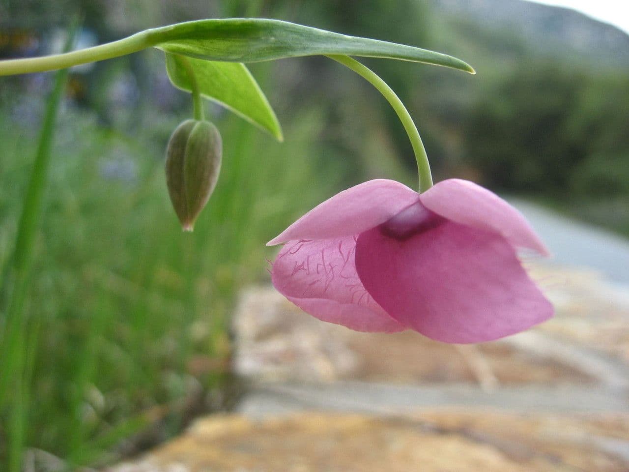 Schöne Kalochortus 4