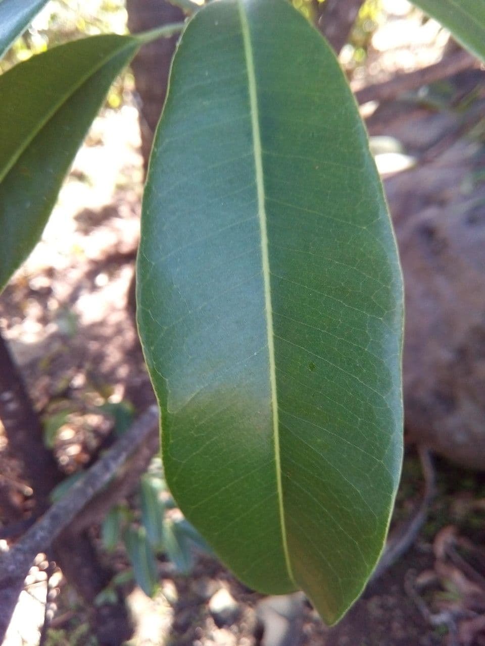 Sideroxylon 7